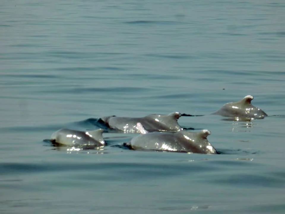 dolphin at grand island goa