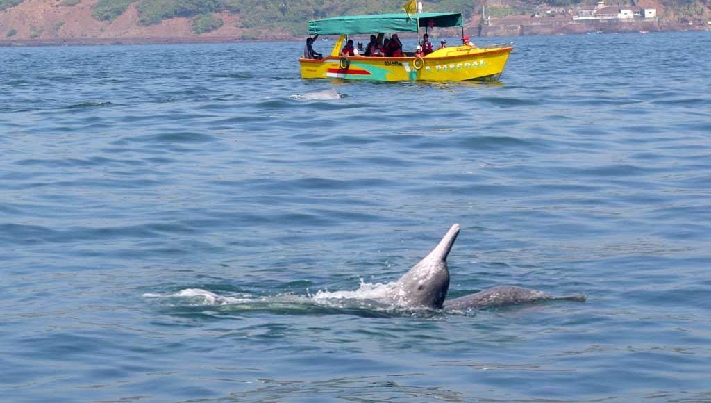 dolphin-cruise-safari-goa