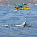 dolphin-cruise-safari-goa