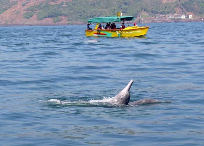dolphin-cruise-safari-goa