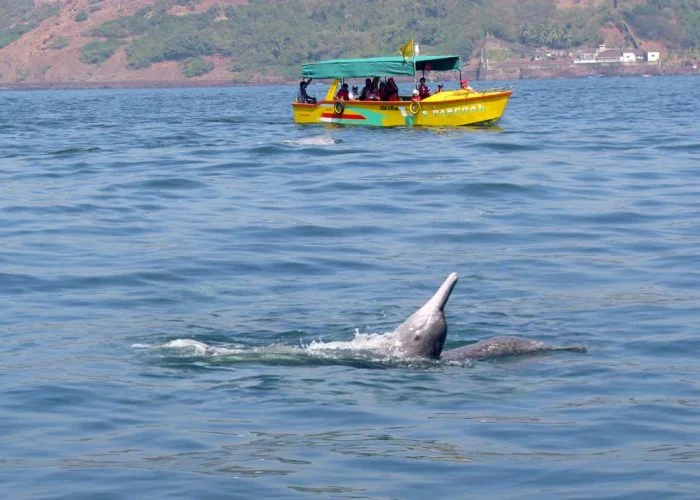 dolphin-cruise-safari-goa