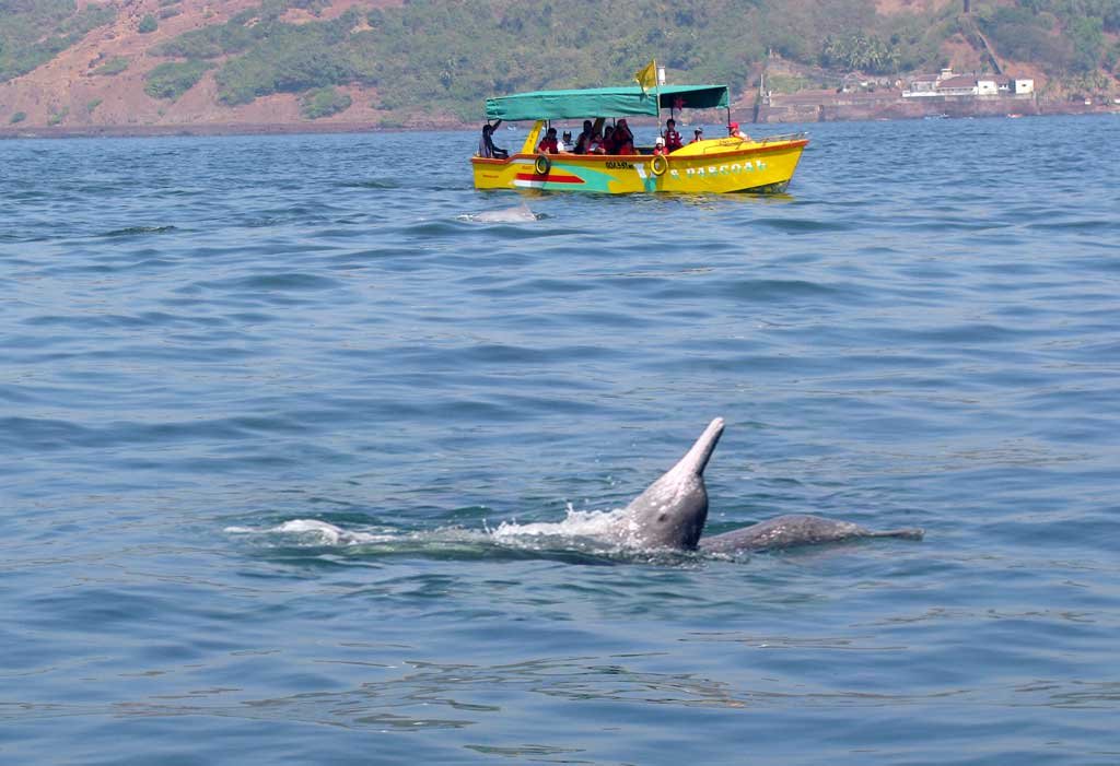 dolphin-cruise-safari-goa