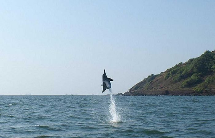 dolphin-trip-boat-goa